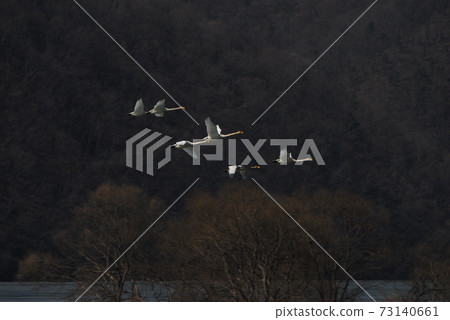 Gyeongancheon Wetland Park. Migratory birds. 73140661