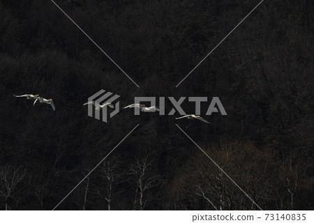 Gyeongancheon Wetland Park. Great White Stork. Migratory Birds. Natural Monument Gyeongancheon Wetland Park. Great White Stork. Migratory Birds. Natural Monument 73140835