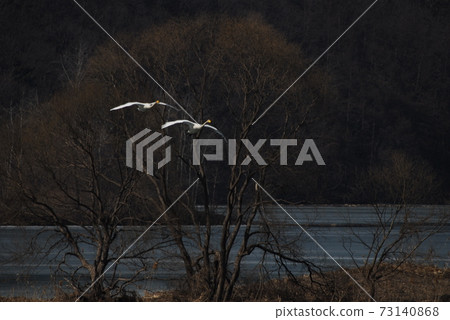 Gyeongancheon Wetland Park. Great White Stork. Migratory Birds. Natural Monument Gyeongancheon Wetland Park. Great White Stork. Migratory Birds. Natural Monument 73140868