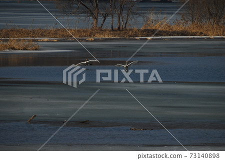 Gyeongancheon Wetland Park. Great White Stork. Migratory Birds. Natural Monument Gyeongancheon Wetland Park. Great White Stork. Migratory Birds. Natural Monument 73140898