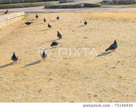 Dove in Kego Park, Fukuoka City 73140930