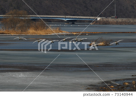 Gyeongancheon Wetland Park. A habitat for great storks and migratory birds. 73140944
