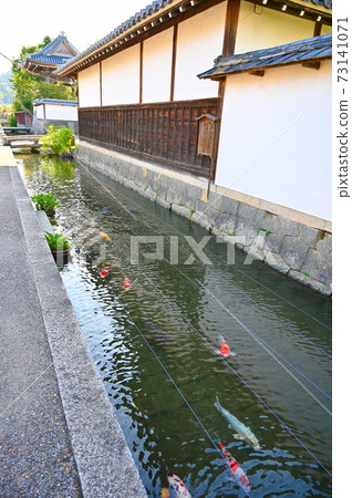 Gokaso Kondocho Kosho-ji Waterway錦鯉東近江市 73141071