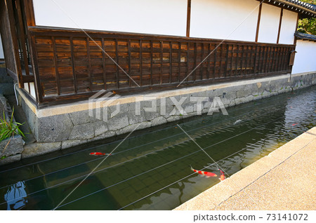 Gokaso Kondocho Kosho-ji Waterway錦鯉東近江市 73141072