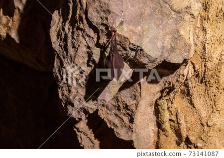 Caves and bats Caves and bats 73141087