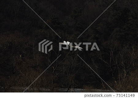 Gyeongancheon Wetland Park, migratory birds, swans, winter birds 73141149