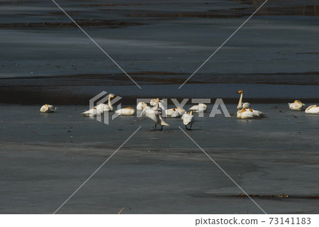 Gyeongancheon Wetland Park, migratory birds, swans, winter birds 73141183