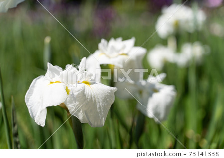 White irises White irises 73141338