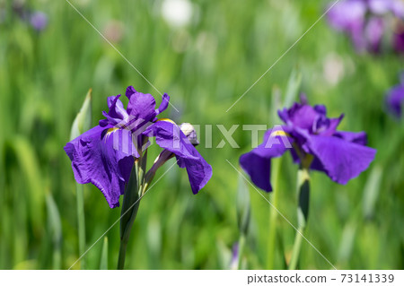 Blue-purple flower irises Blue-purple flower irises 73141339