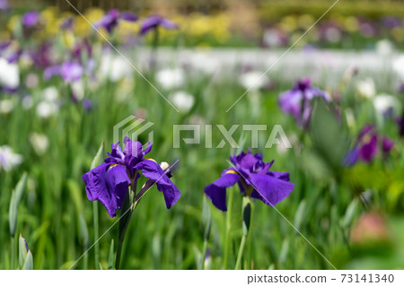 Blue-purple flower irises Blue-purple flower irises 73141340