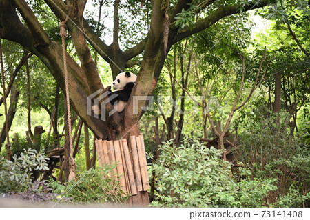 小熊貓 73141408