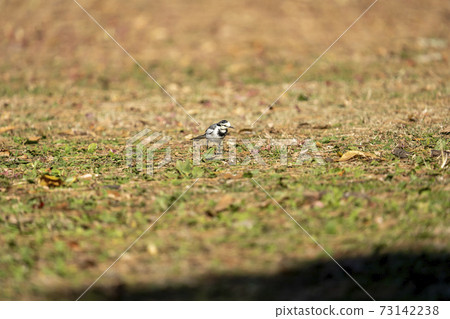 Searching for food on the lawn of the park Winter white wagtail (Hakusekirei) Searching for food on the lawn of the park Winter white wagtail (Hakusekirei) 73142238