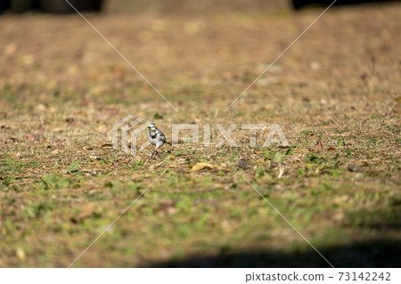 Searching for food on the lawn of the park Winter white wagtail (Hakusekirei) Searching for food on the lawn of the park Winter white wagtail (Hakusekirei) 73142242