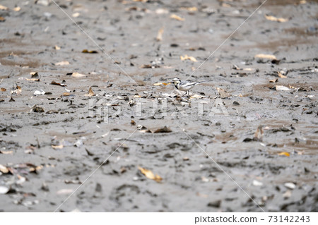 Hakusekirei looking for food in the drained Wadabori Park pond Hakusekirei looking for food in the drained Wadabori Park pond 73142243