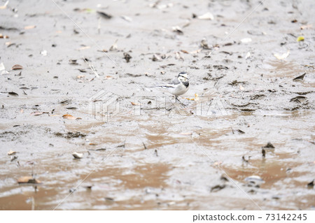 Hakusekirei looking for food in the drained Wadabori Park pond 73142245