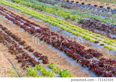 Organic hydroponic vegetable in the cultivation farm 73142504