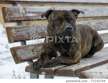 staffordshire bull terrier on the bench 73142744