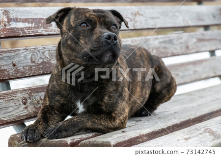 Purebred Staffordshire bull terrier on the bench looking at the sky. 73142745