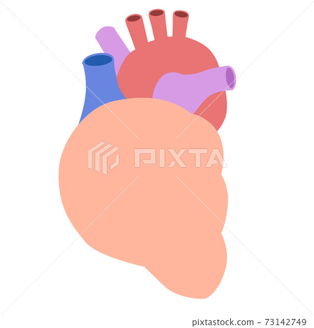 Organ: Heart 73142749