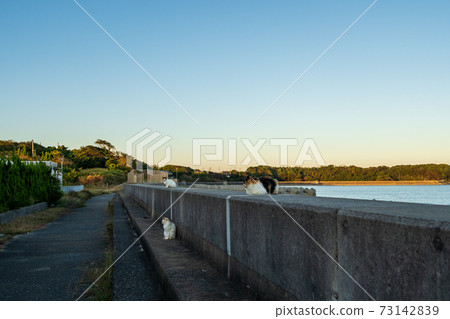 流浪貓在防波堤上休息 流浪貓在防波堤上休息 73142839