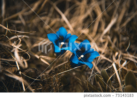 Beautiful wild gentain flower on an alpine meadow in Switzerland Beautiful wild gentain flower on an alpine meadow in Switzerland 73143183