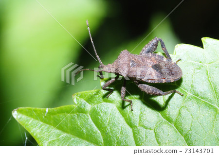 Hojoki bug 73143701