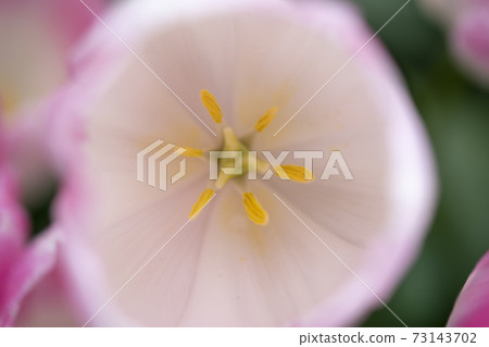 Tulip 73143702