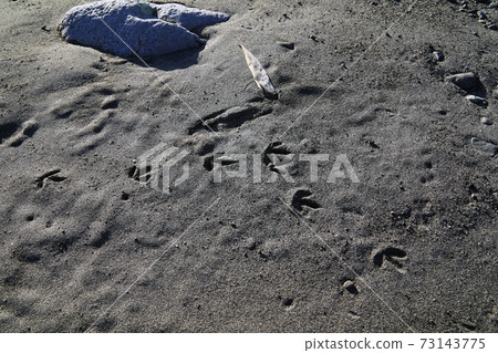 Bird's footprint Bird's footprint 73143775