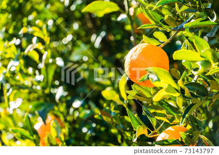 Mandarin orange field 73143797