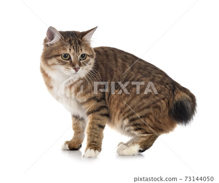 Kurilian Bobtail in studio 73144050