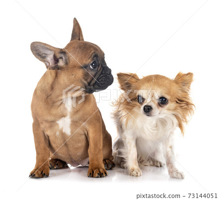 french bulldog and chihuahua 73144051