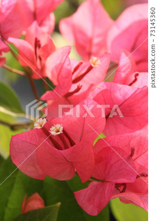 Bougainvillea, a greenhouse that uses the heat of Umi Jigoku Onsen Bougainvillea, a greenhouse that uses the heat of Umi Jigoku Onsen 73145360