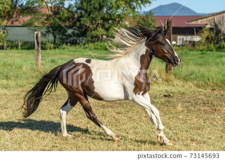 Pony running in a pasture in the countryside Pony running in a pasture in the countryside 73145693