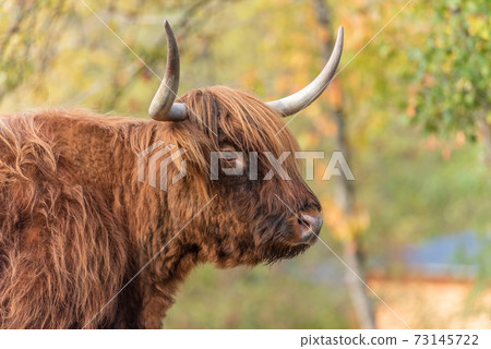 Highland cattle in a pasture in autumn. 73145722