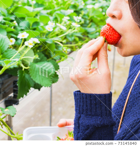 Strawberry picking female Japanese [spring image] 73145840