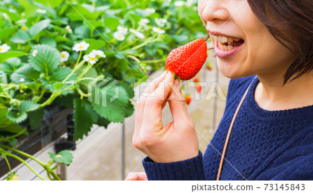 Strawberry picking female Japanese [spring image] 73145843