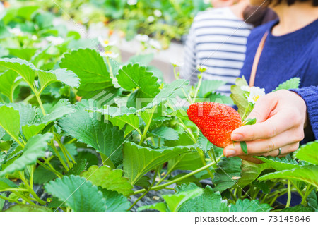 Strawberry picking female Japanese [spring image] 73145846
