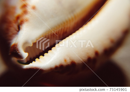 Cypraea seashell closeup view Cypraea seashell closeup view 73145901