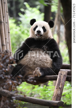 Youth panda relaxing on the terrace Youth panda relaxing on the terrace 73145923