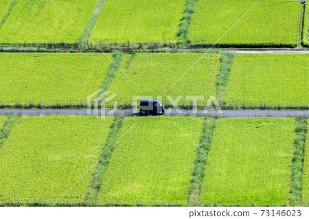 Growing rice 73146023