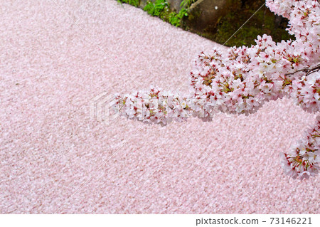 [京都]春天哲學之路櫻花散落在河面上（冷色處理） 73146221
