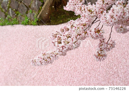 [京都]春天哲學之路櫻花散落在河面上（暖色處理） 73146226