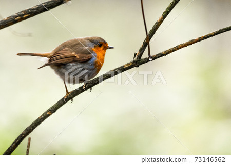 Robin sitting on a branch in the forest Robin sitting on a branch in the forest 73146562