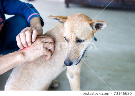 Concept of SFTS virus,close up,hand of asian people was scratching her arms and itching while being close to the dogs,dangerous tick flea or insect bite,spread and infection of tick disease in dogs Concept of SFTS virus,close up,hand of asian people was scratching her arms and itching while being close to the dogs,dangerous tick flea or insect bite,spread and infection of tick disease in dogs 73146620
