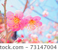 Pink plum blossoms 73147004