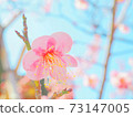 Pink plum blossoms 73147005