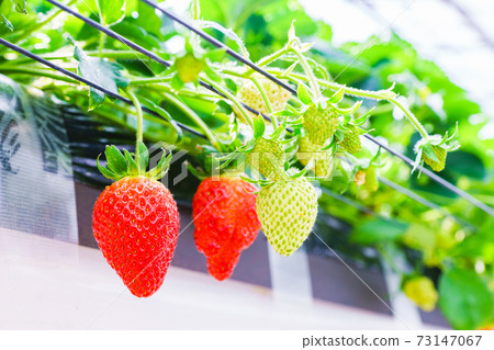 草莓採摘農舍[春天形象] 73147067