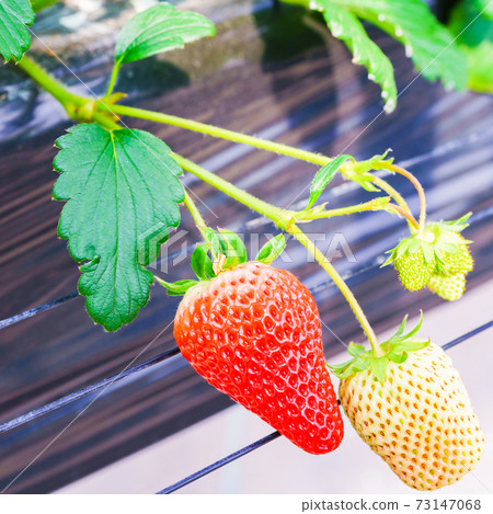 草莓採摘農舍[春天形象] 73147068