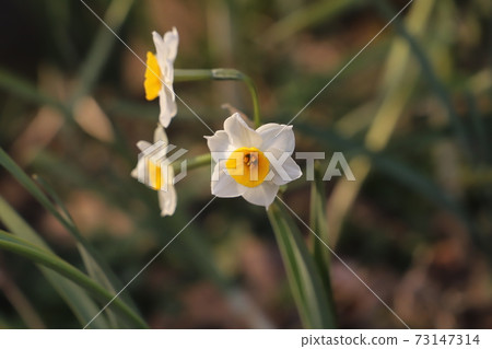 在冬天的花壇上盛開的神崎水仙 日本水仙 照片素材 圖片 圖庫