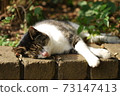 A cat in a nap 73147413